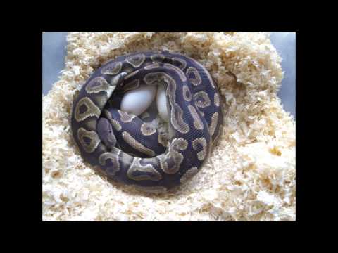 YouTube reptile video