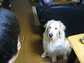 GOLDEN RETRIEVER LEO???(????????????(??) GOLDEN RETRIEVER LEO???(????????????(??)