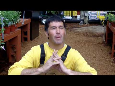 how to care gerbera