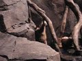 Dancing Otter Dancing Otter