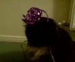 maddy the daft cat