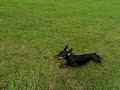 Myra the Dachshound in slow motion