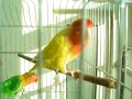 My lovebirds