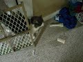 I can't tell if Masenko is loving it or hating it. He has at least five dog-free zones to choose from. I put him on two and he comes right back out.