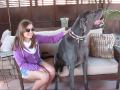 Le plus grand chien du monde
