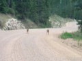 Guanella Pass Fawns