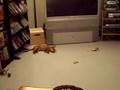 ローリング猫