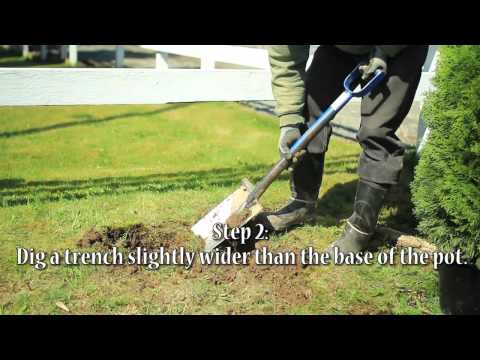 how to replant hedges