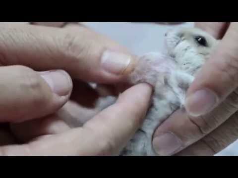 how to cure a sick dwarf hamster