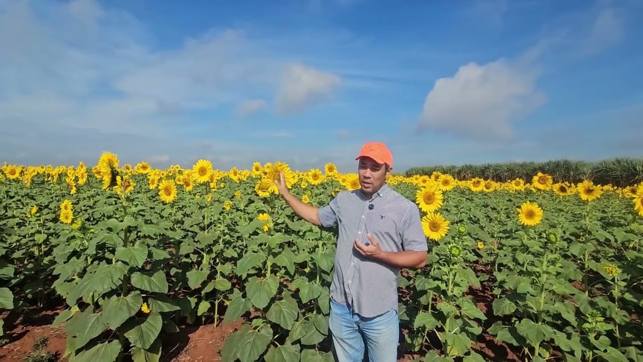De olho em mercado,rentabilidade e maior resiliência no campo, produtores passam a cultivar girassol