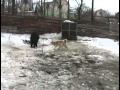 Притравка по медведю :: ...