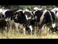 Robotic milker research at Kellogg Biological Station