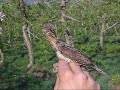 Wryneck