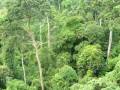 Flight of the Gibbon - Pattaya