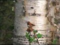 Rufous Hummingbird