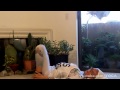 Balancing SEXUAL ENERGY warmup YOGA LIVE