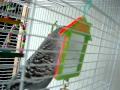 Talking English Budgie Can't come out... too many cats