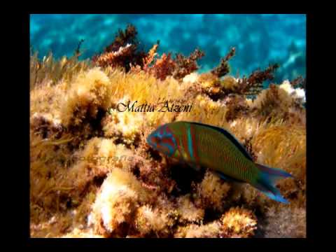 Sardegna: Ti penso sempre terra mia_wmv