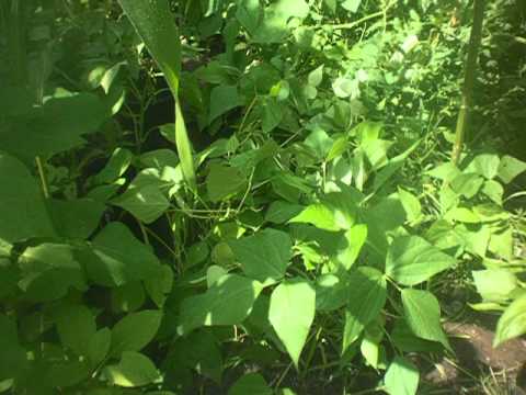 how to harvest kentucky wonder beans