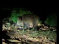 jabalis detr�s del vall d\