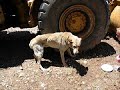Please give a rescue animal a home Please give a rescue animal a home