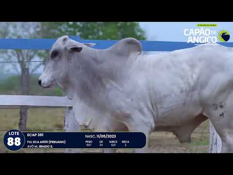 9 De Olho na Fazenda Capo do Angico