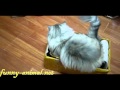 Another cat Maru that likes box 