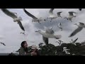 TAKESHIMA - Gamagori, alimentando as gaivotas
