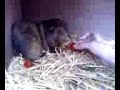 guinea pig diaries 4 guinea pig diaries 4
