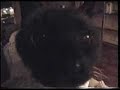 Siamese Cat - 21 years old and, as of July 08, still counting