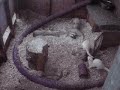 Ferrets