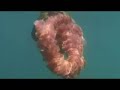 Black Sea Nettle Jellyfish