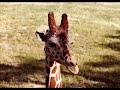 Giraffe Giraffe