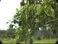 videos de Realty Pro Real Estate Auctions Segment1
