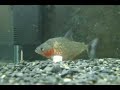 piranha club  korea 