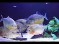piranha club  korea 
