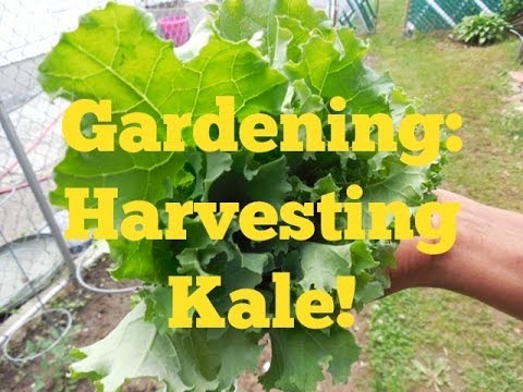 how to harvest kale from garden