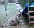 mitzie in the snow