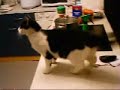 My cat Schorle hunts a fly