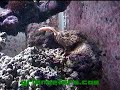 diabolus scorpion fish