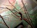 videos de Zoolights -- spazzy squirrel