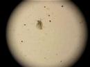 ceriodaphnia