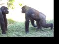 Gorilla Fight Gorilla Fight