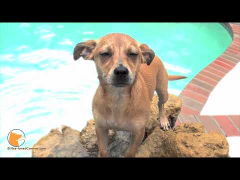 florida dog trainer - http://www.Fine-tunedCanines.com and FB: http://www.facebook.com/FinetunedCanines Maddie, the Miniature Pinscher female mix, was rescued from a kill shelter ...