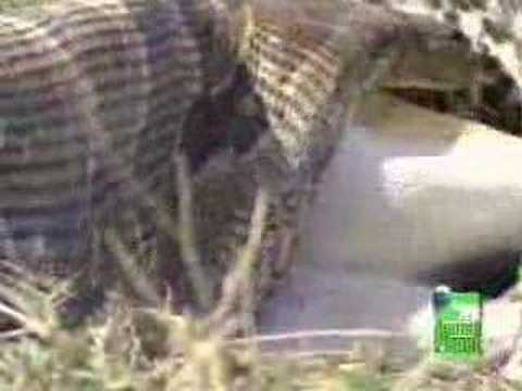 Python vs. Gazelle