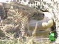 Python vs. Gazelle