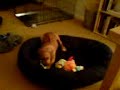 Barney Rhodesian Ridgeback