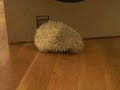 My Cat (Phinnaeus) curious about my Hedgehog (Windsor)!