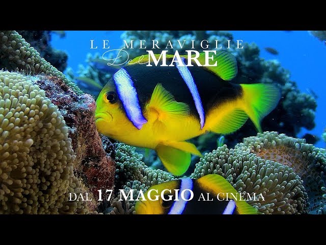 Anteprima Immagine Trailer Le meraviglie del mare, trailer ufficiale italiano