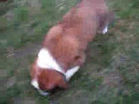 Maximus running